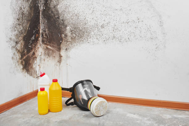 Mold Removal for HVAC Installations in Mount Pleasant, WI